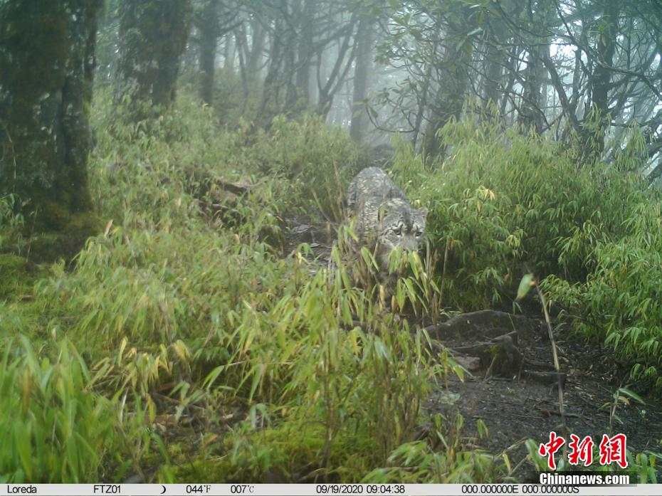 눈표범 [사진 제공: 펑퉁자이 국가자연보호구]
