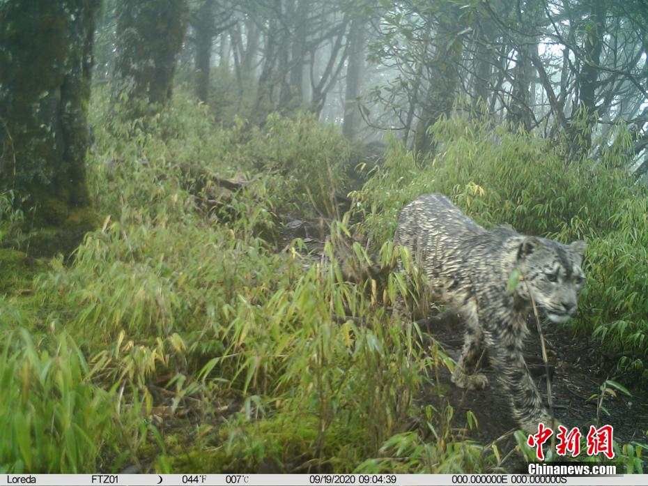 중국 판다국립공원서 새로운 눈표범 군체 발견