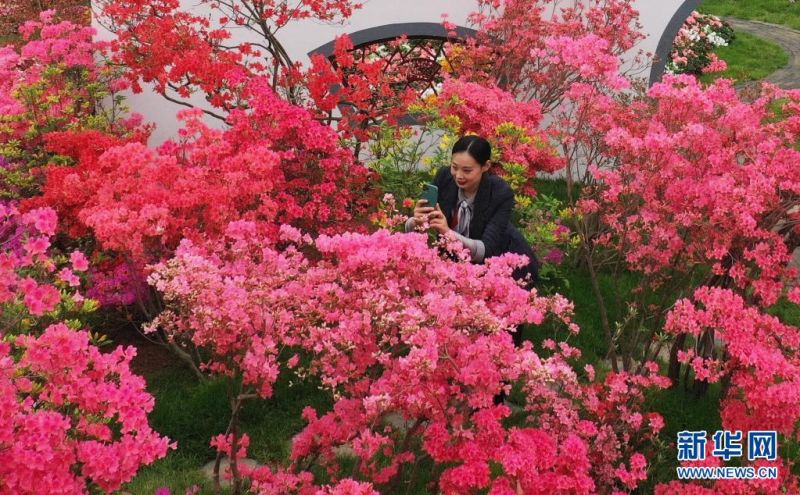 관광객이 진달래꽃을 찍고 있다. [사진 출처: 신화망]