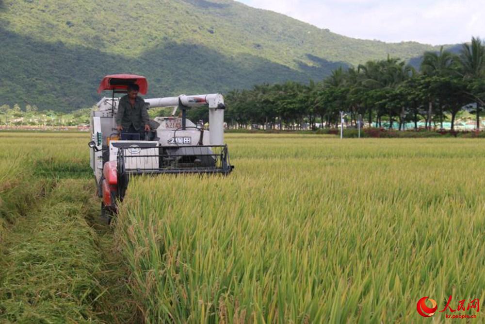 한 농민이 슈퍼 교잡 벼 ‘차오유첸하오’(超優千號)를 콤바인으로 수확하고 있다. [사진 출처: 인민망]