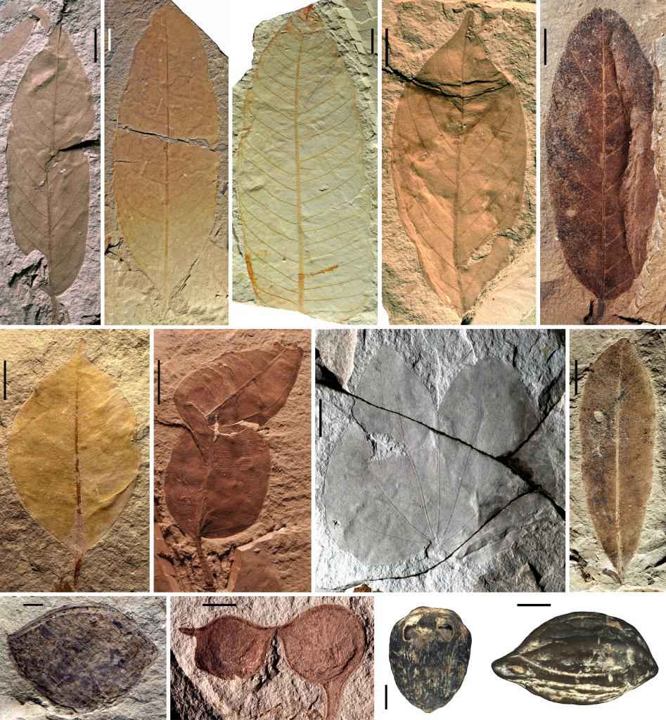 장푸 생물군 중의 식물 화석 [사진 제공: 중국과학원 난징지질고생물연구소]