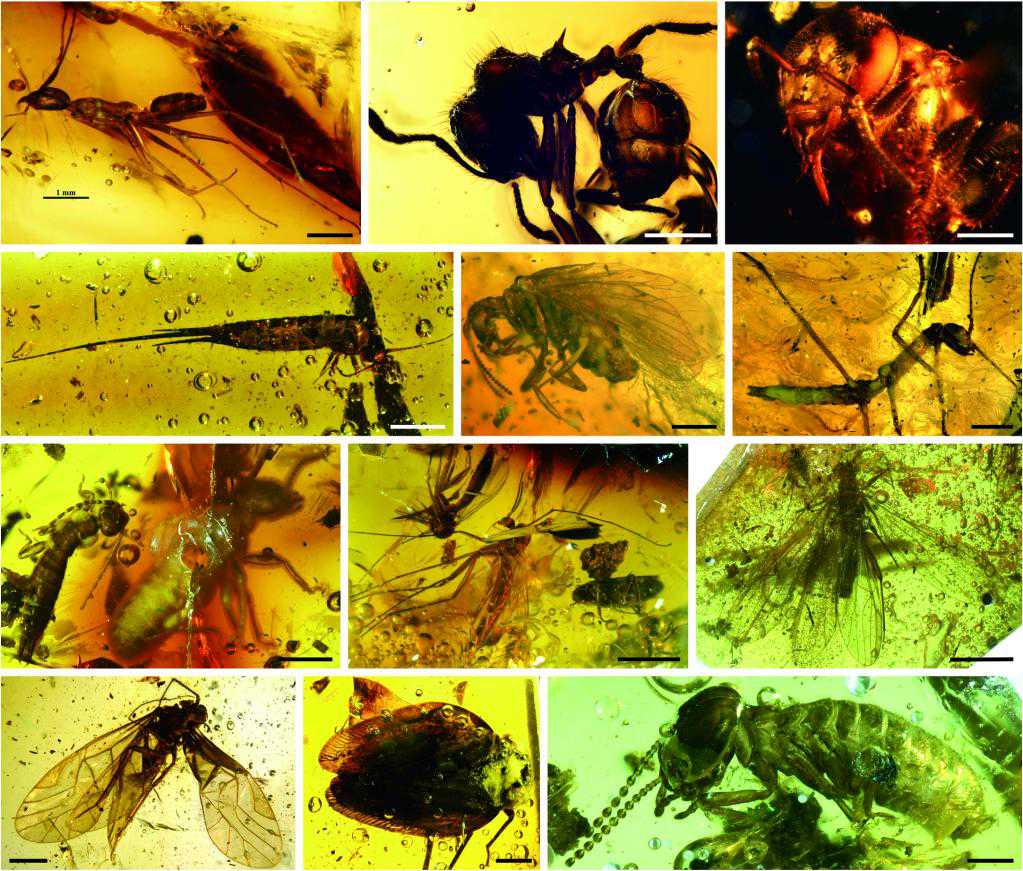 장푸 호박 중의 각종 곤충 [사진 제공: 중국과학원 난징지질고생물연구소]
