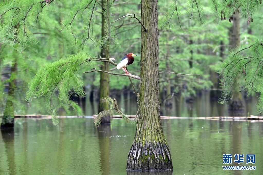 새가 아스켄덴스 낙우송 숲에서 휴식하고 있다. [5월 12일 촬영/사진 출처: 신화망]