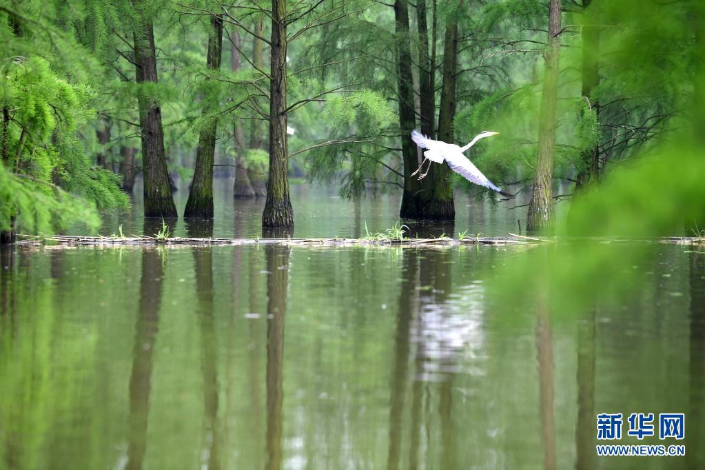 새가 숲 위를 날고 있다. [5월 12일 촬영/사진 출처: 신화망]