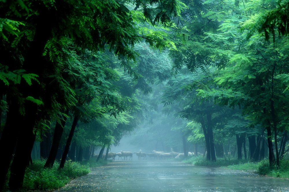 홰나무 숲의 풍경 [사진 제공: 둥잉시정부/촬영: 리빙(李兵)]