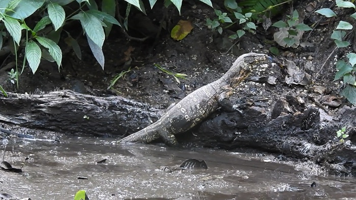윈난 푸얼 눠자두 자연보호구역에서 나타난 물왕도마뱀 [사진 출처: 인민망]