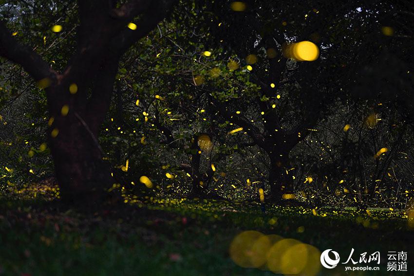 중국과학원 시솽반나 열대 식물원에서 반딧불이의 아름다움이 절정기에 접어들었다. [사진 출처: 인민망]