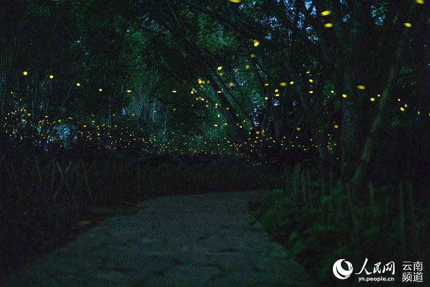 중국과학원 시솽반나 열대 식물원에서 반딧불이의 아름다움이 절정기에 접어들었다. [사진 출처: 인민망]