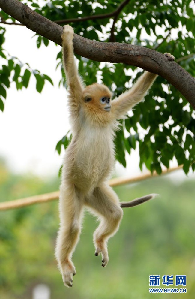 금빛원숭이가 친링 스바오과학공원에서 놀고 있다. [사진 출처: 신화망]