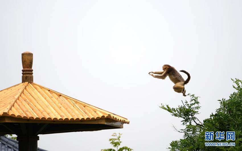 금빛원숭이가 친링 스바오과학공원에서 놀고 있다. [사진 출처: 신화망]