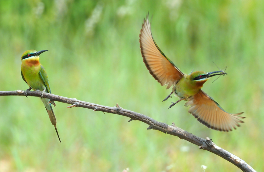‘중국에서 가장 아름다운 새’ 파란꼬리벌잡이새 [사진 출처: 인민망]