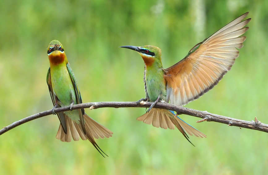 ‘중국에서 가장 아름다운 새’ 파란꼬리벌잡이새(학명: Merops philippinus) [사진 출처: 인민망]