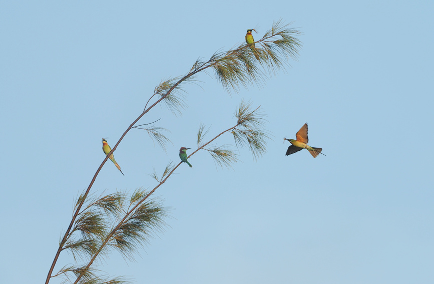 하이커우 습지보호구역에 있는 파란꼬리벌잡이새 [사진 출처: 인민망]