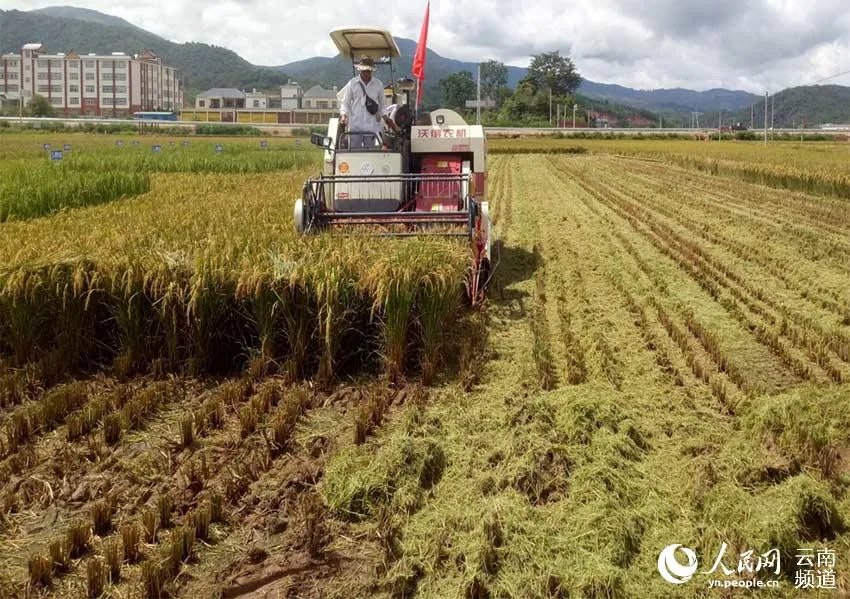 연구자들이 시험재배논에서 다년생 벼를 수확하고 있다. [사진 출처: 인민망]
