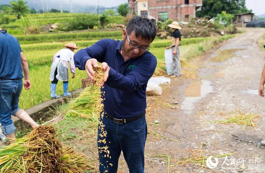 후펑이 교수가 수확한 다년생 벼를 살펴보고 있다. [사진 출처: 인민망]