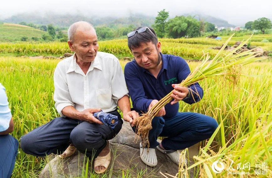 후펑이 교수가 농민에게 다년생 벼 재배 기술을 설명해주고 있다. [사진 출처: 인민망]