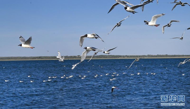 고대갈매기가 호수 위를 날고 있다. [사진 출처: 신화망]