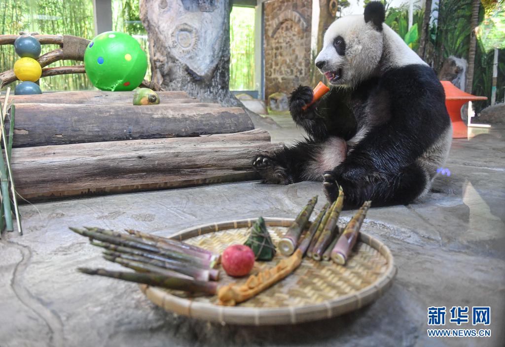 6월 14일, 하이커우에 위치한 하이난 열대야생동물원의 자이언트 판다  ‘공공’이 먹이를 먹고 있다. [사진 출처: 신화망]