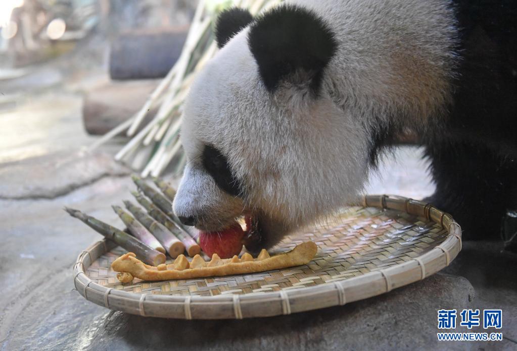 6월 14일, 하이커우에 위치한 하이난 열대야생동물원의 자이언트 판다  ‘공공’이 먹이를 먹고 있다. [사진 출처: 신화망]
