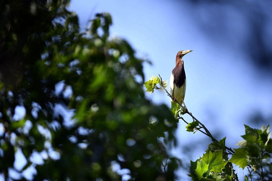 흰날개해오라기(학명: Ardeola bacchus) 한 마리가 나뭇가지에 있다. [5월 12일 촬영/사진 출처: 신화망]