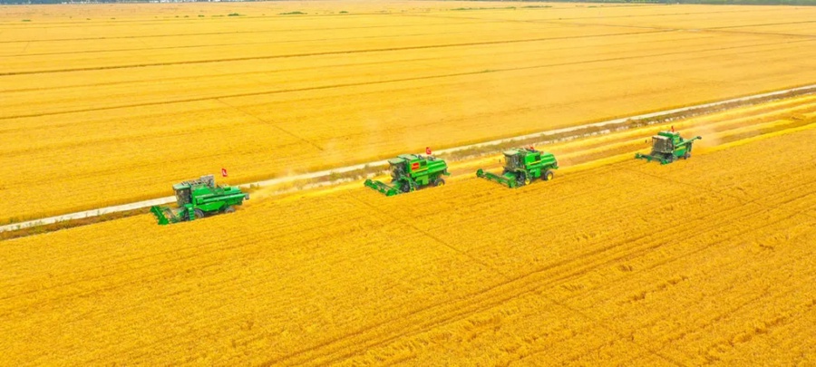 中 3억 3500만 묘 밀 수확, 여름 생산량 신기록 달성