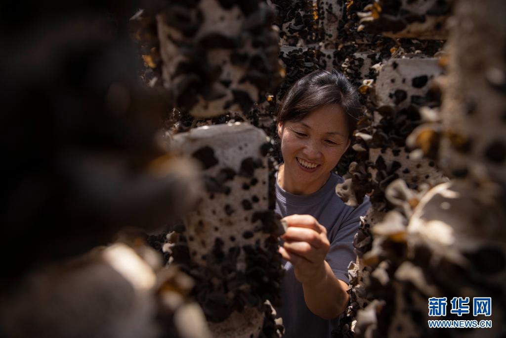 헤이룽장성 솽야산시 라오허현 쓰파이 혁철족향 쓰파이촌, 한 주민이 온실에서 목이버섯을 채취하고 있다. [6월 23일 촬영/사진 출처: 신화망]