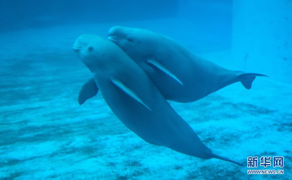 [포토] 돌고래 母子의 물놀이