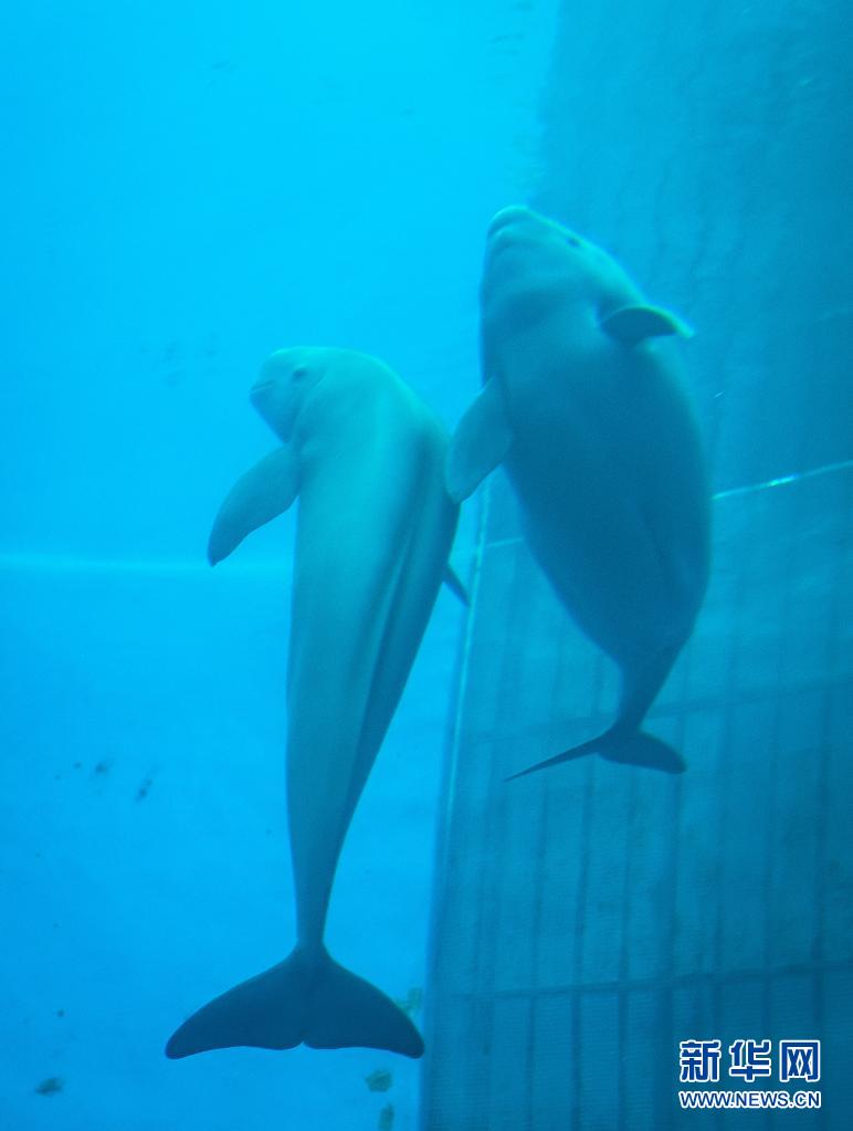 돌고래 엄마 양양과 아들 YYC가 물속에서 헤엄을 치고 있다. [7월 5일 촬영/사진 출처: 신화망]