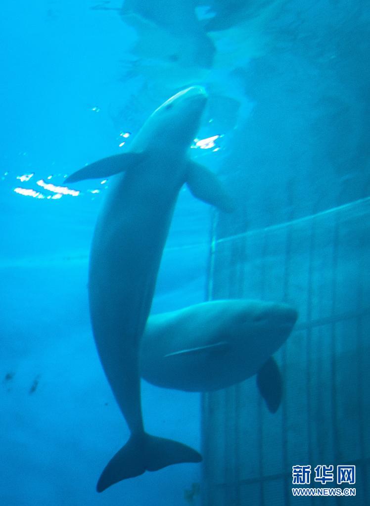 돌고래 엄마 양양과 아들 YYC가 물속에서 헤엄을 치고 있다. [7월 5일 촬영/사진 출처: 신화망]