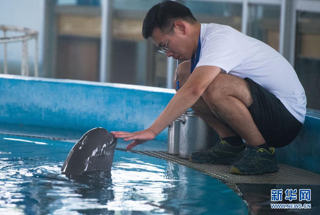 중국과학원 수생생물연구소 바이지툰관 사육사가 돌고래를 훈련 시키고 있다. [7월 5일 촬영/사진 출처: 신화망]