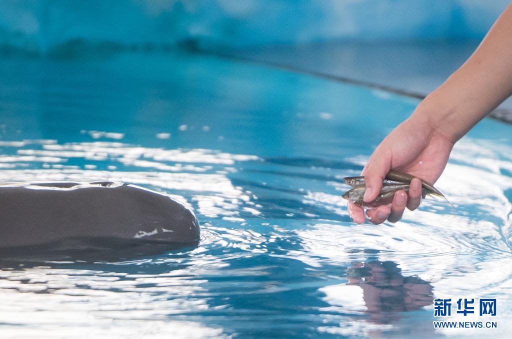 사육사가 돌고래에게 먹이를 주고 있다. [7월 5일 촬영/사진 출처: 신화망]