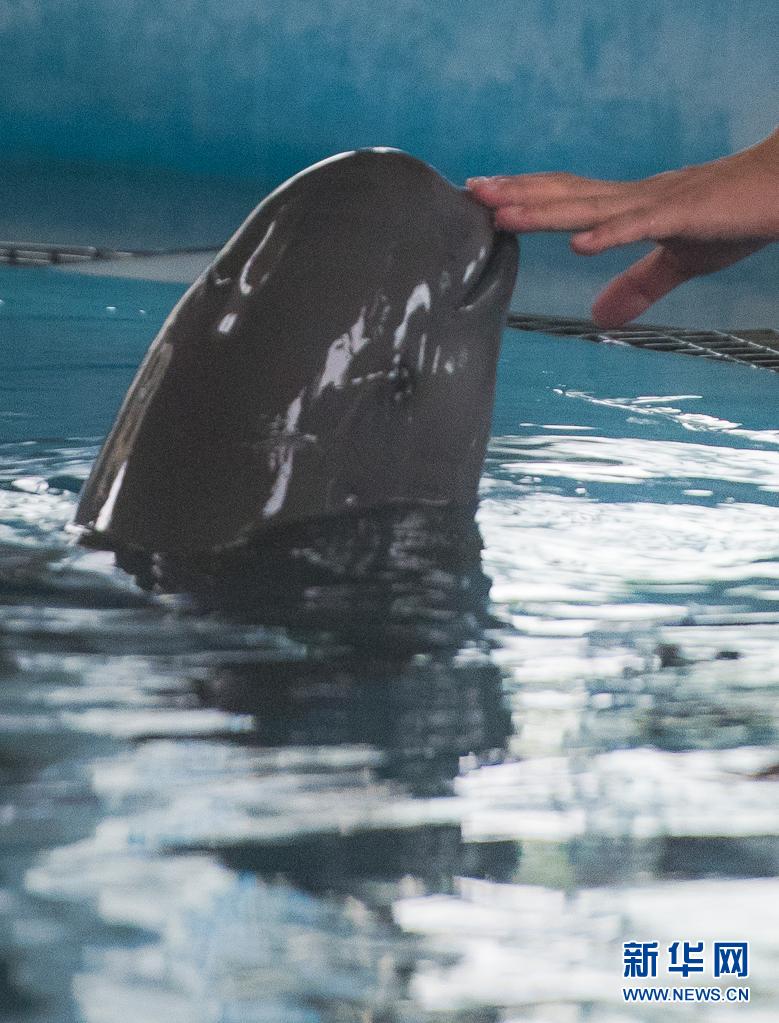 사육사가 돌고래를 훈련 시키고 있다. [7월 5일 촬영/사진 출처: 신화망] 