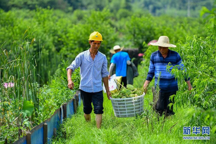 후난성 샹탄시 위후구에서 농부가 따놓은 연방을 옮기고 있다. [7월 11일 촬영/사진 출처: 신화망]