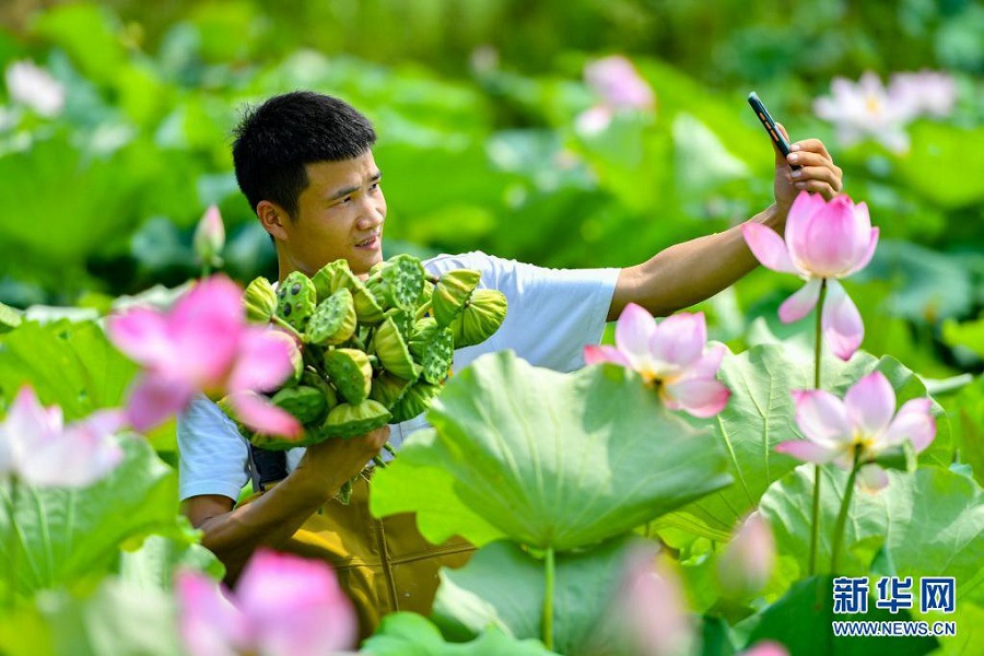 후난성 샹탄시 위후구에서 농부가 연못에서 연방을 따며 실시간 라이브를 통해 연방을 판매하고 있다. [7월 11일 촬영/사진 출처: 신화망]