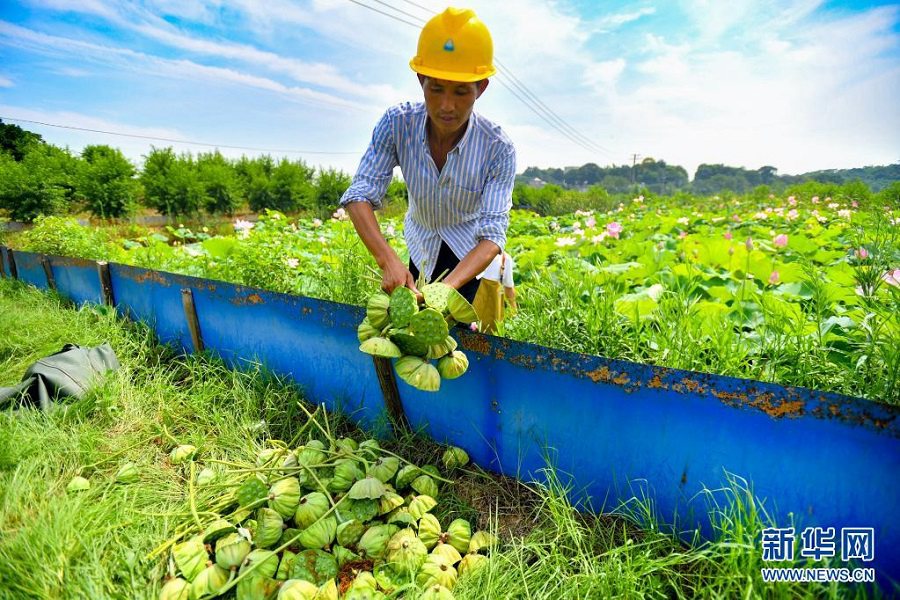 후난성 샹탄시 위후구에서 농부가 따놓은 연방을 옮기고 있다. [7월 11일 촬영/사진 출처: 신화망]