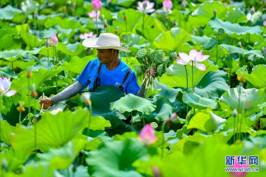 후난성 샹탄시 위후구에서 농부가 연못에서 연방을 따고 있다. [7월 11일 촬영/사진 출처: 신화망]