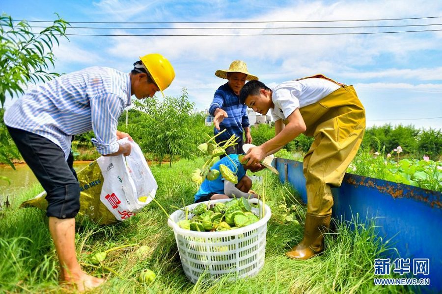 후난성 샹탄시 위후구에서 농부가 수확한 연방을 바구니에 담고 있다. [7월 11일 촬영/사진 출처: 신화망]