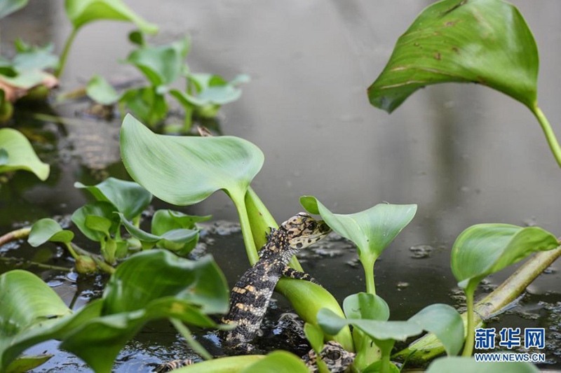 새끼 양쯔장 악어가 부화 센터의 연못을 돌아다니고 있다. [7월 6일 촬영/사진 출처: 신화망]