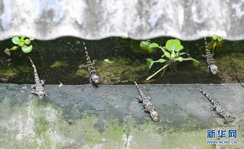 새끼 양쯔장 악어가 부화 센터의 연못을 돌아다니고 있다. [7월 6일 촬영/사진 출처: 신화망]