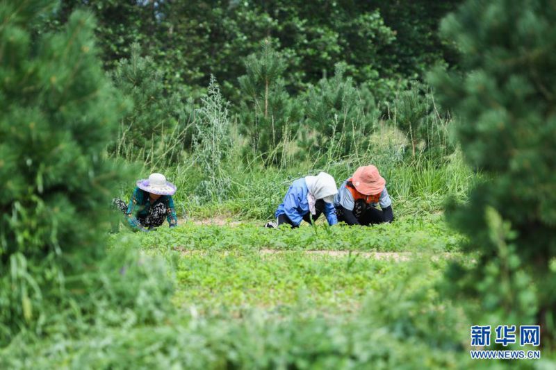 7월 21일, 나이만기 궈안농업개발유한공사 소속 일꾼들이 약초 밭에서 일한다. [사진 출처: 신화망]