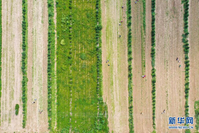 나이만기에서 촬영한 약초 밭 [7월 21일드론 촬영/사진 출처: 신화망]