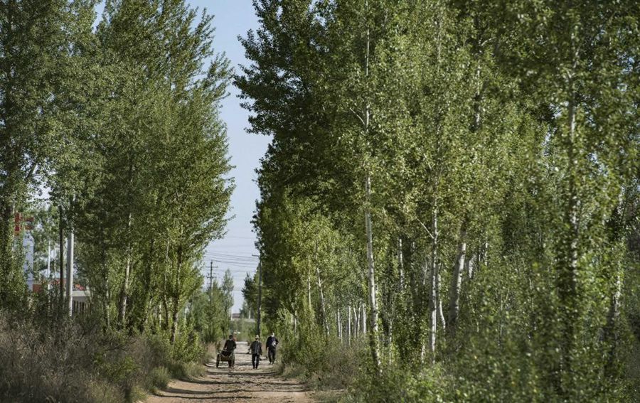 위린시 마오우쑤 사막길, 마을길이 녹색 나무로 우거졌다. [2020년 5월 26일 촬영/사진 출처: 신화사]