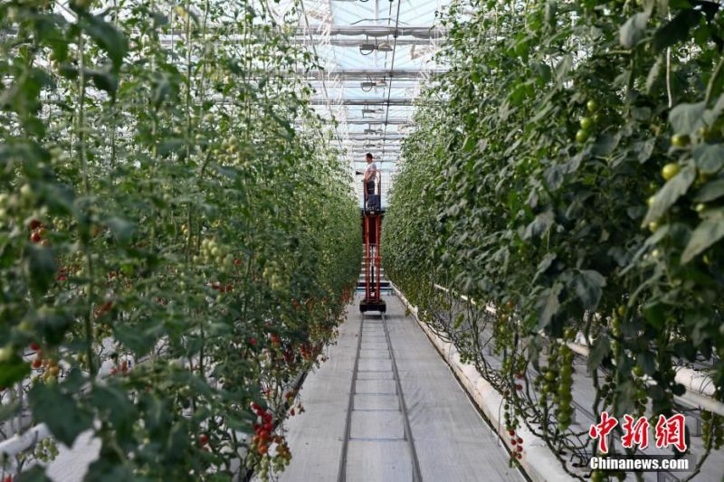 농부는 승강차로 수경 재배한 토마토를 정돈한다. [사진 출처: 중국신문망]