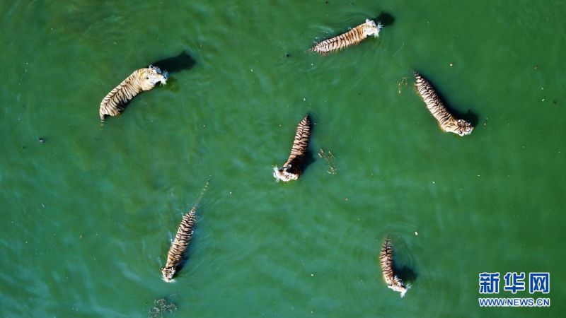 헝다오허쯔 동북호랑이공원 야생 훈련 지역의 연못에 있는 동북호랑이 [7월 27일 드론 촬영/사진 출처: 신화망]
