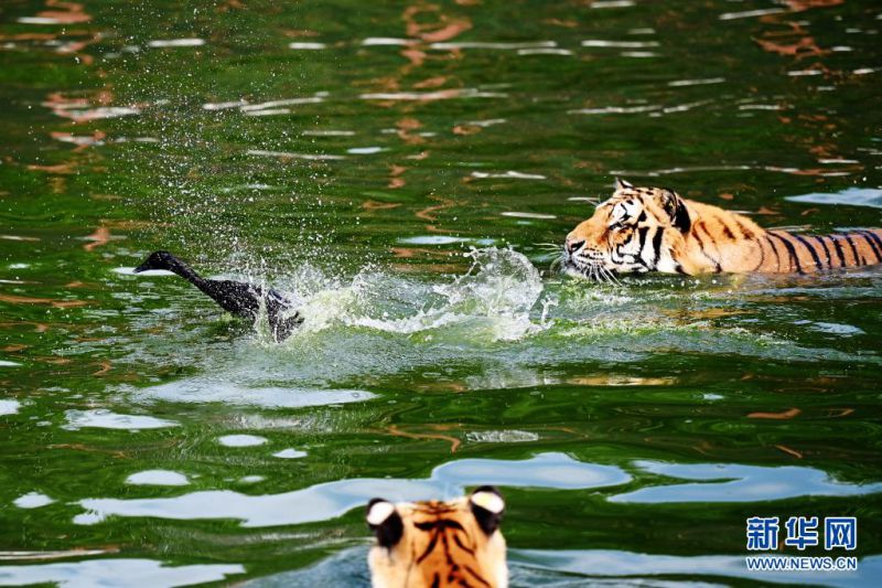 동북호랑이가 헝다오허쯔 동북호랑이공원 야생 훈련 지역의 연못에서 오리를 잡아먹고 있다. [7월 26일 촬영/사진 출처: 신화망] 