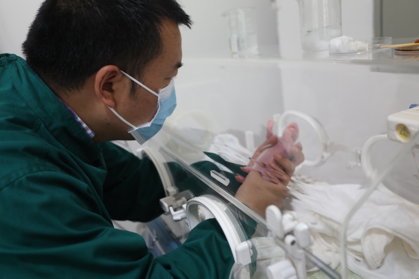자이언트판다센터 전문가들이 태어난 새끼 판다를 검사하고 있다. [사진 제공: 중국 자이언트판다 보호연구센터]