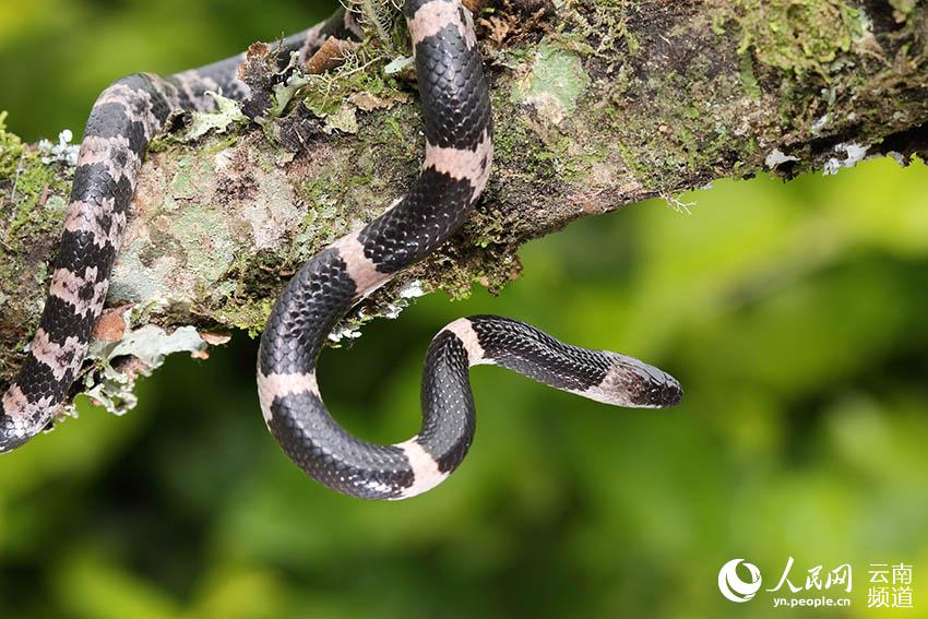 雙全白環蛇(학명: Lycodon fasciatus) [사진 출처: 인민망]