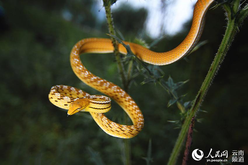 綠瘦蛇(학명: Ahaetulla prasina) [사진 출처: 인민망]