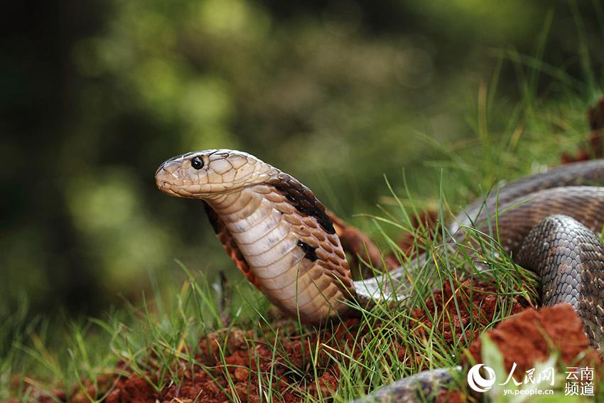 眼鏡蛇孟加拉亞種(학명: Naja kaouthia) [사진 출처: 인민망]
