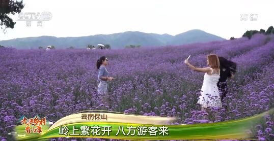 [중국 농촌의 샤오캉 실상] 윈난 취스, 전국 관광객 모으는 각종 꽃밭